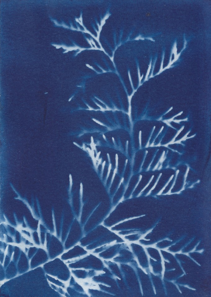 Anka Büchler, Floraler Blaudruck,Cyanotypie, Unikat, A6, Motiv 6 Anka Büchler, Floraler Blaudruck,Cyanotypie, Unikat, A6, Motiv 6