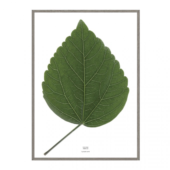 na.hili look closer HIBISCUS - green Artprint Poster A3 / A1 / 50x70 na.hili look closer HIBISCUS - green Artprint Poster A3 / A1 / 50x70
