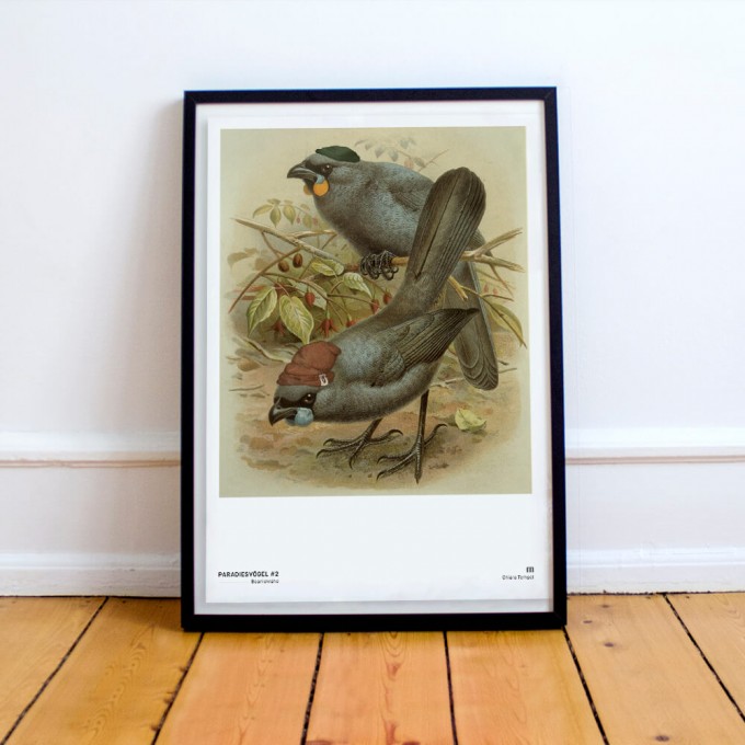 Chiara Tempel – Paradiesvögel #2 – Beaniekrähe – Poster A3 (297x420mm) Chiara Tempel – Paradiesvögel #2 – Beaniekrähe – Poster A3 (297x420mm)