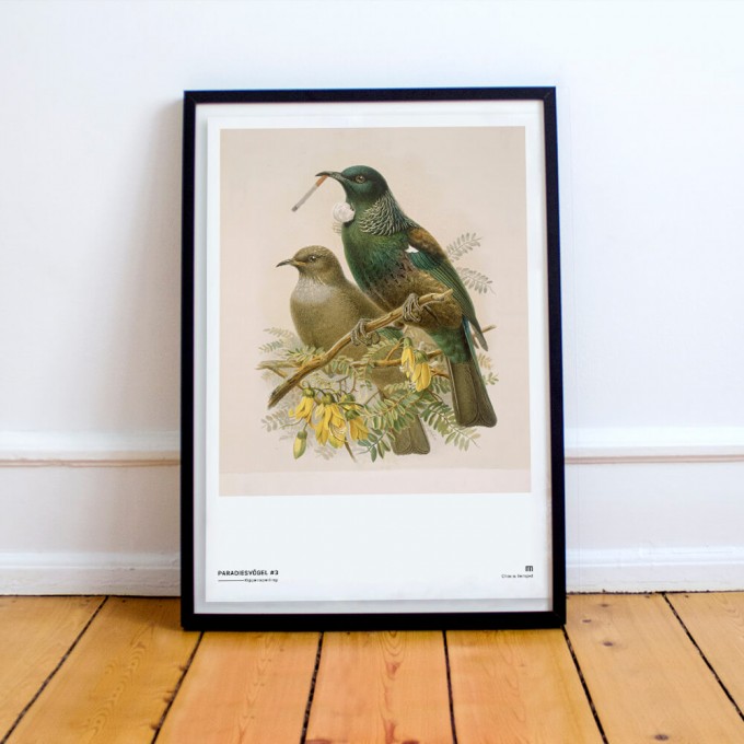 Chiara Tempel – Paradiesvögel #3 – Kippensperling – Poster A3 (297x420mm) Chiara Tempel – Paradiesvögel #3 – Kippensperling – Poster A3 (297x420mm)