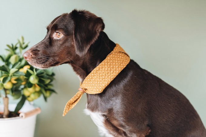 band&roll – Hundehalstuch aus Baumwollstoff "TORI", mit Liebe kreiert in unserem Familienstudio in Berlin band&roll – Hundehalstuch aus Baumwollstoff "TORI", mit Liebe kreiert in unserem Familienstudio in Berlin