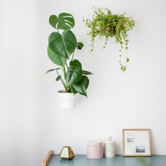 Planty Rings Wallplanter | universelle Wandhalterung für Pflanzen im Übertopf | Blumenampel für die Wand im minimalistischen Design | Urban Jungle | Vertikaler Garten | Material Messing | in 3 Größen erhältlich Planty Rings Wallplanter | universelle Wandhalterung für Pflanzen im Übertopf | Blumenampel für die Wand im minimalistischen Design | Urban Jungle | Vertikaler Garten | Material Messing | in 3 Größen erhältlich