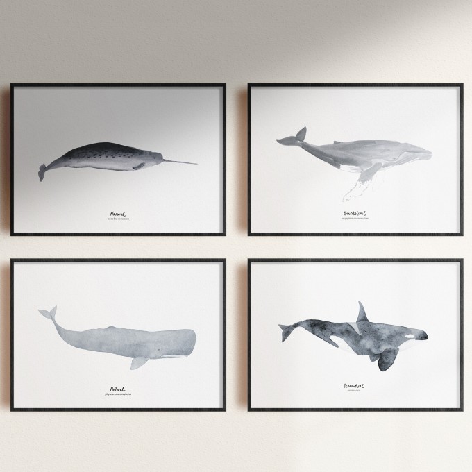 tucán y limón – Wal Print Set Aquarell A4 / Orca / Pottwal / Narwal / Buckelwal tucán y limón – Wal Print Set Aquarell A4 / Orca / Pottwal / Narwal / Buckelwal