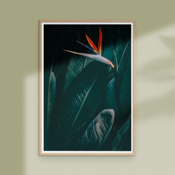 Amy & Kurt Berlin A3 Artprint "Bird of paradise"