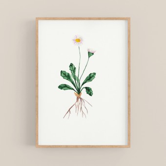 nathys illustration Aquarell Poster "daisy" DIN A4 (Botanic, Flower)