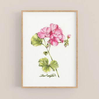 nathys_illustration - "Geranium" DINA4 Druck/ Poster/ Illustration