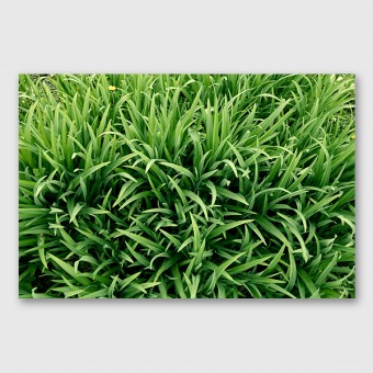 ZEITLOOPS "Gras", Posterprint, 40x60 cm