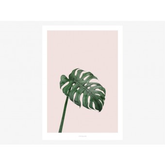 typealive / Tropical No. 7