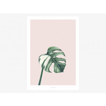 typealive / Tropical No. 11