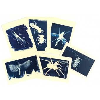 Postkartenset Cyanotypie Insekten von playfulsolutions