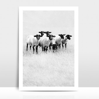 Amy & Kurt Berlin Artprint "Schwarze Schafe"