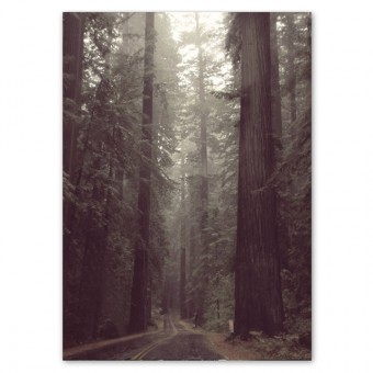 Human Empire Redwood Forest Poster (50x70cm)