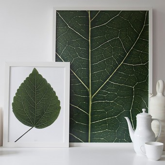 nahili ARTPRINT / POSTER "look real close HIBISCUS - detail green leafe" (DIN A1/A3 & 50x70cm) Blatt Botanic Fotografie