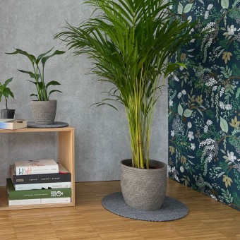 Keilbach Blumentopfunterlage flora-m, Ø 34cm, nur 9mm dick, schützt empfindliche Böden