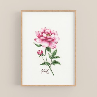 nathys_illustration - "peony" DINA4 Druck/ Poster/ Illustration