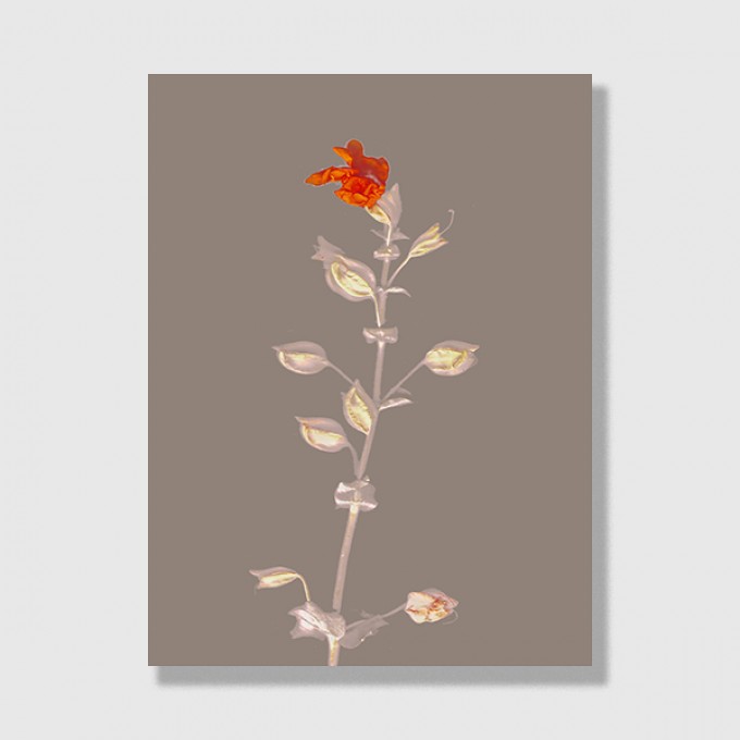 ZEITLOOPS "Floralis VI", Posterprint 30x40 cm