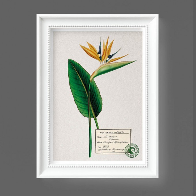 Hey Urban Monkey -A4 Poster -„Strelitzia Reginae“