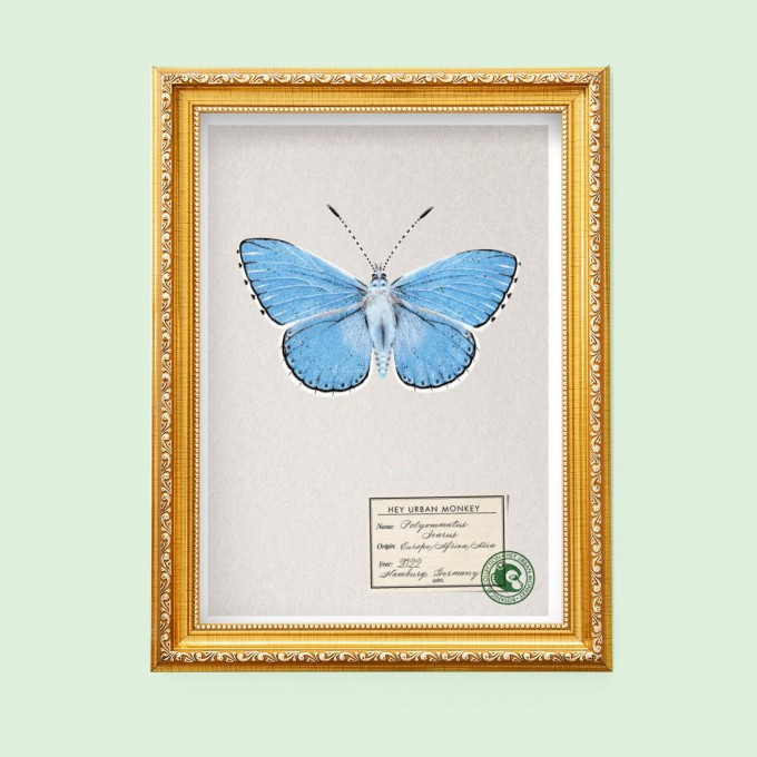 Hey Urban Monkey -A4 Poster -„Polyommatus Icarus“