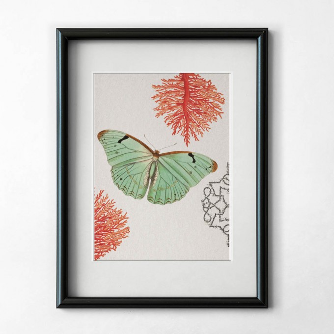 Hey Urban Monkey -A4 Poster - „Morpho Laertes - Coral 1“