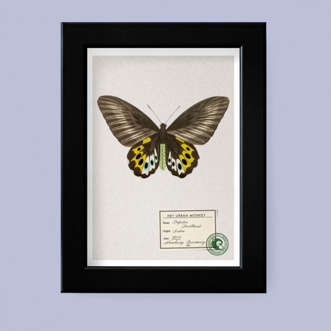Hey Urban Monkey -A4 Poster -„Papilio Panthous“