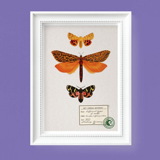 Hey Urban Monkey - A4 Poster - „Different types of moths 2“