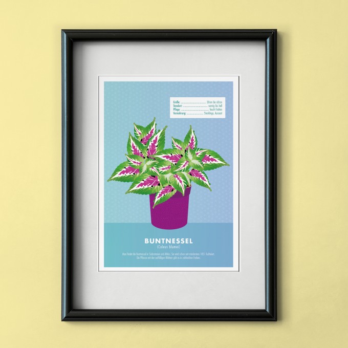 Hey Urban Monkey - A4 Poster - „Coleus blumei“