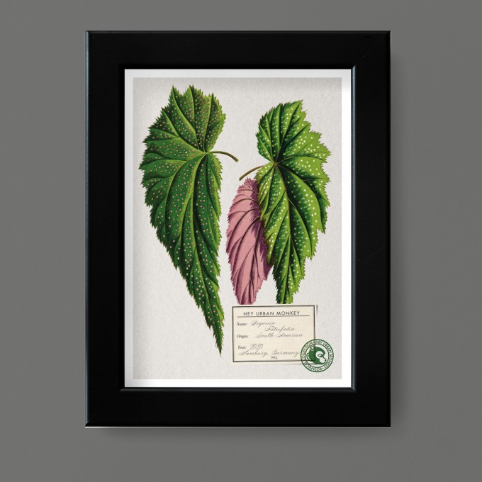 Hey Urban Monkey - A4 Poster - „Begonia Falcifolia“