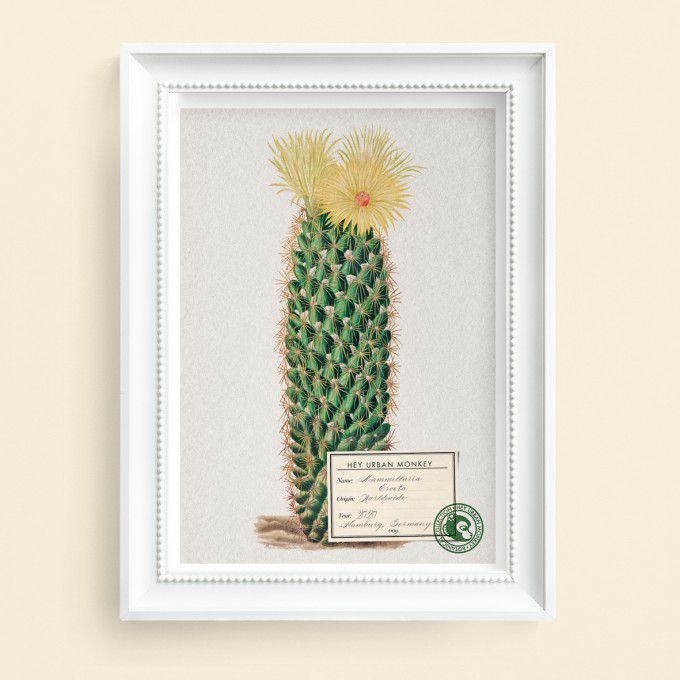 Hey Urban Monkey - A4 Poster - „Mammillaria Erecta“