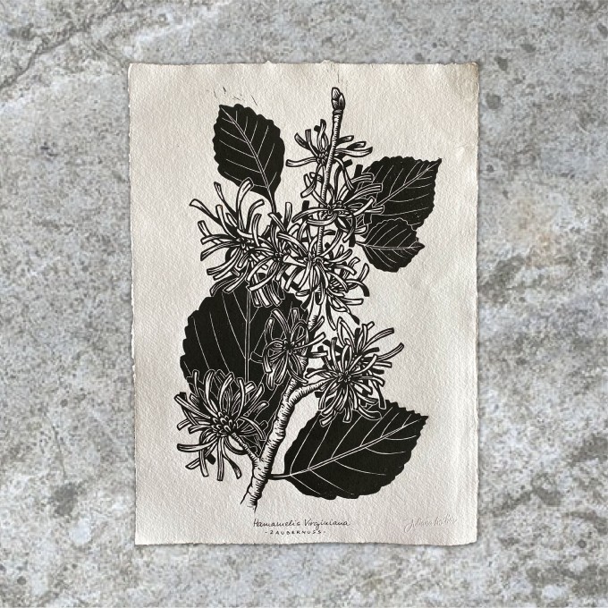 Juliana Fischer - Hamamelis - Linoldruck - Cremeweiß - DIN A3