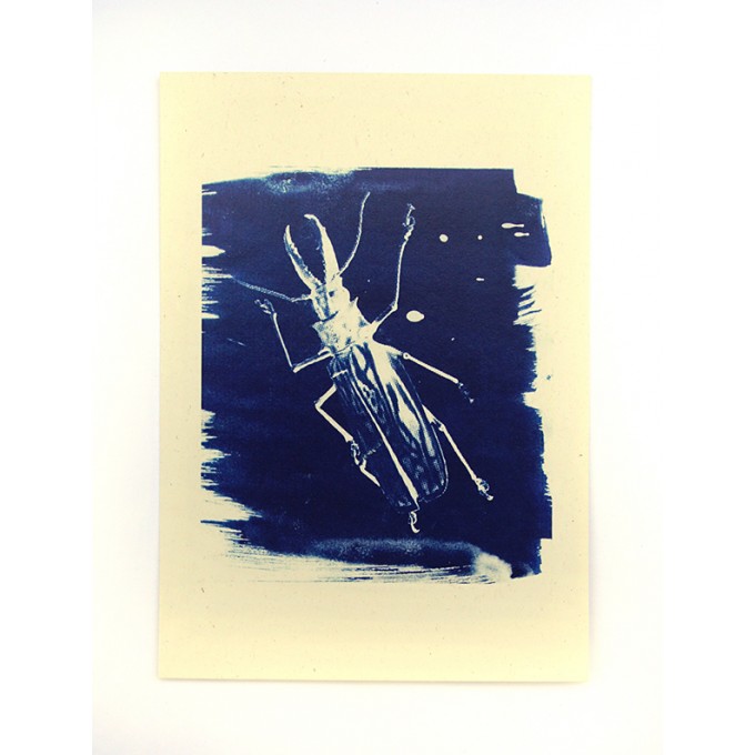 Postkartenset Cyanotypie Scarabaeus von playfulsolutions