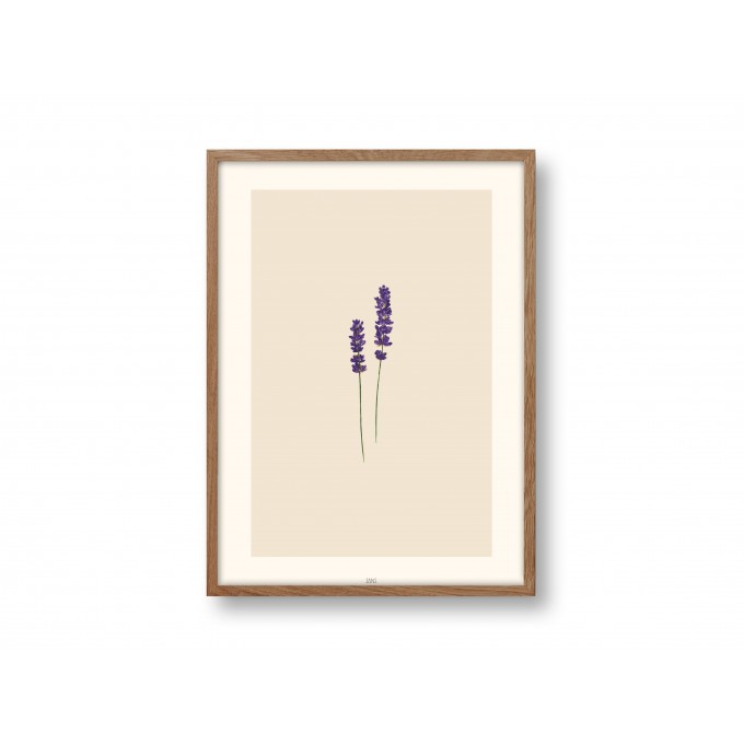 Poster A4 - Lavendel - SANS.