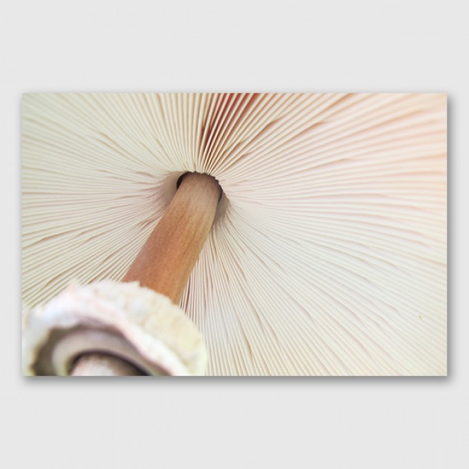 ZEITLOOPS "Pilz Lamellen", Posterprint A4 / A3