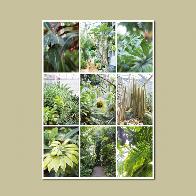 'Tropengewächse' limitierter Fotodruck auf Naturpapier, DIN A2, klimaneutral gedruckt / Ankerwechsel Verlag