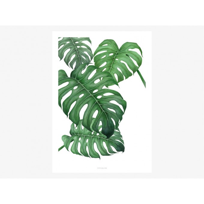 typealive / Tropical No. 2
