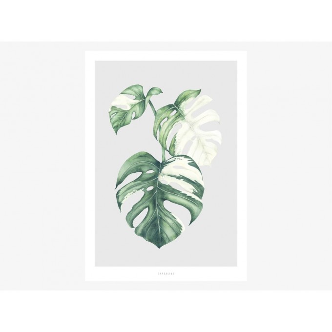 typealive / Tropical No. 5