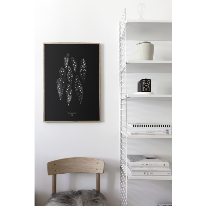 Coco Lapine Design Begonia Maculata

