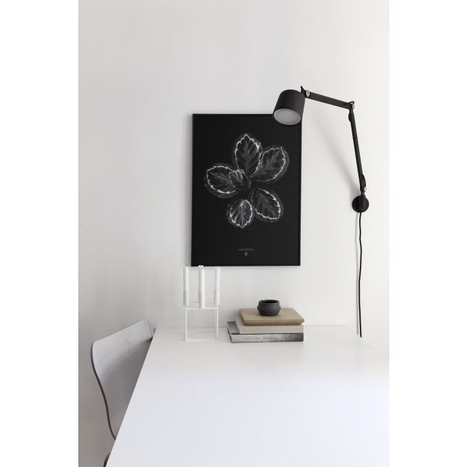 Coco Lapine Design Calathea Roseopicta
