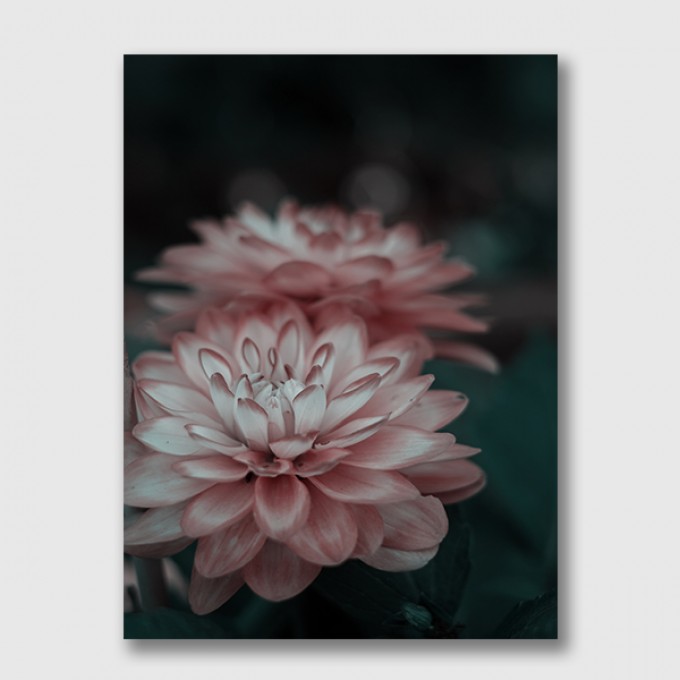 ZEITLOOPS "Dahlia", Druck auf AluDibond, 30x45 cm