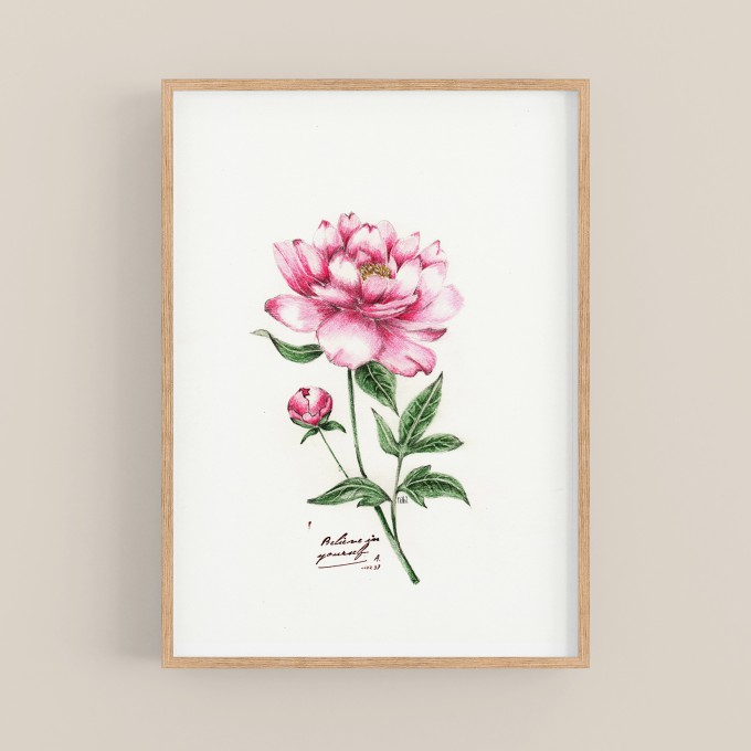 nathys_illustration - "peony" DINA4 Druck/ Poster/ Illustration