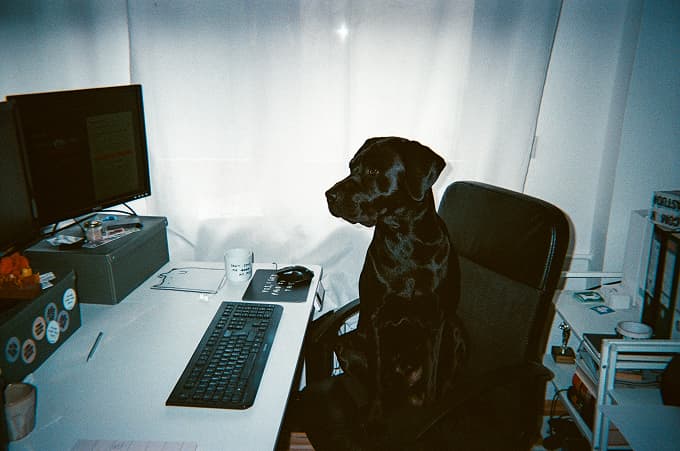 Bürohund von Yahya Studio